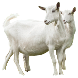 goat
